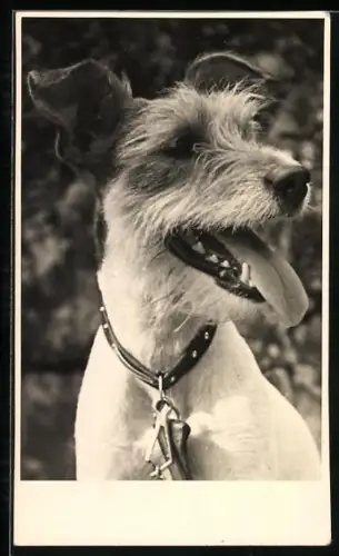 Foto-AK Bellender Terrier mit hängender Zunge