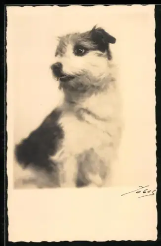 AK Hund mit Knopfnase, Portrait