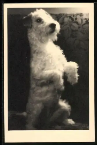 Foto-AK Terrier beim Männchen machen