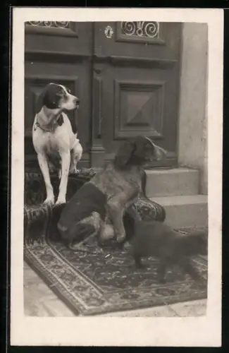 Foto-AK Zwei Jagdhunde und weglaufende Katze vor einer Haustür