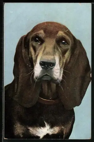 AK Basset mit Halsband, Portrait