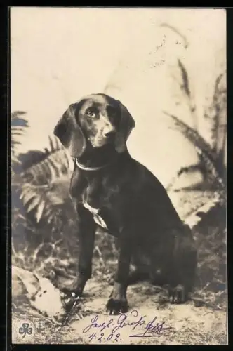 AK Sitzender Jagdhund im Gelände