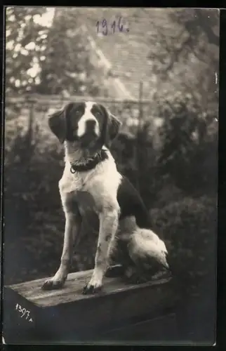 Foto-AK Hund auf einer Obstkiste im Freien, 1916
