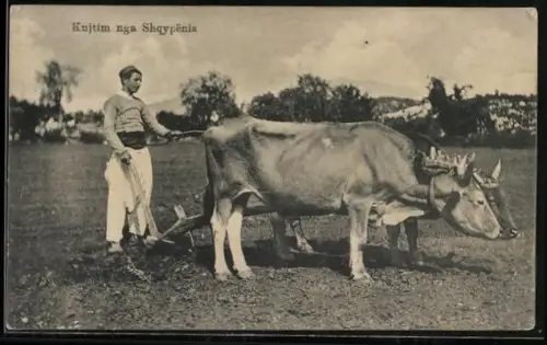 AK Shkodra, Kujtim nga Shqypenia