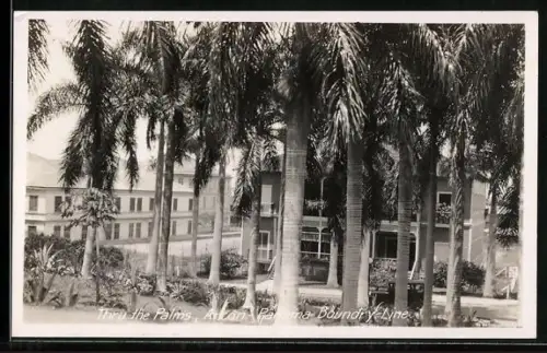 AK Ancon, Thru the Palms, Ancon-Panama Boundry Line