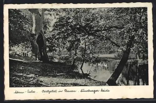 AK Trauen /Lüneburger Heide, Adam-Eiche im Oertzetal