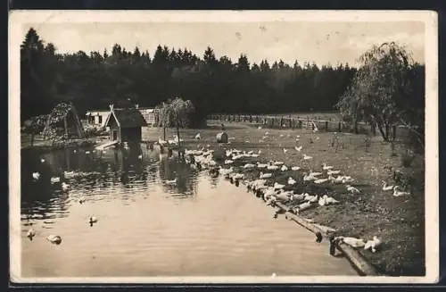 AK Stübeckshorn /Soltau, Heilstätte, Ententeich