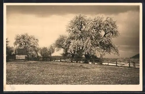 AK Lenggries /Bayrisches Hochland, Landschaftsansicht im Frühling