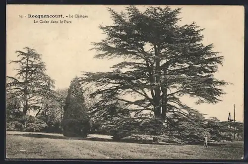 AK Rocquencourt, Le Château, Le Cèdre dans le Parc