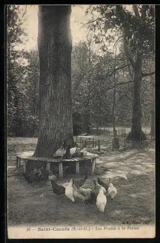 AK Saint-Cucufa /S.-et-O., Les Poules à la Ferme