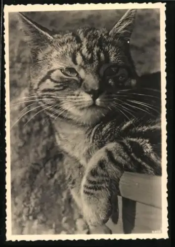 AK Getigerte Katze, Portrait