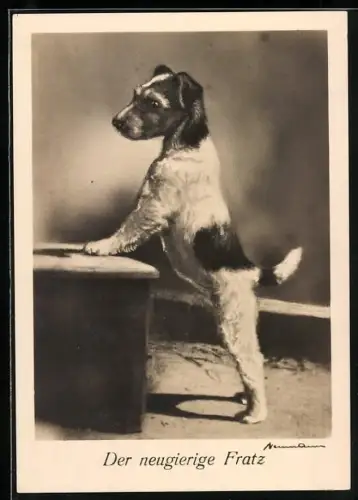 AK Der neugierige Fratz, Junger Rauhaar-Foxterrier