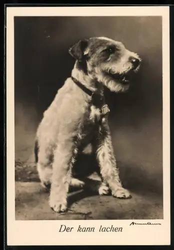 AK Der kann lachen, Rauhaar-Foxterrier