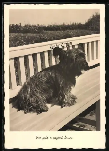 AK Terrier auf einer Parkbank