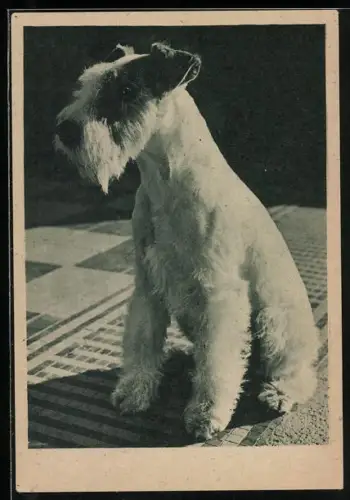 AK Foxterrier im Sonnenschein