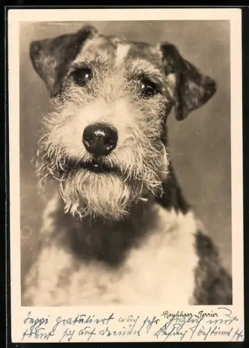 AK Rauhhaar-Terrier, Portrait