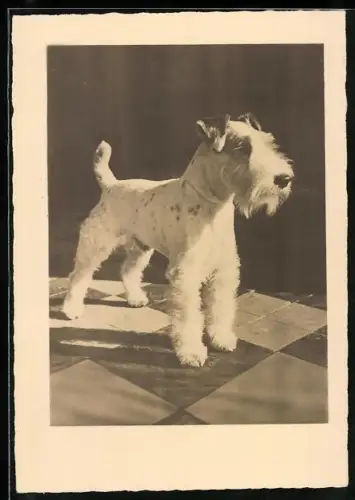 AK Junger Terrier auf einem Schachbrett-Boden