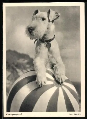AK Frisch gewagt...!, Terrier mit einem grossen Ball
