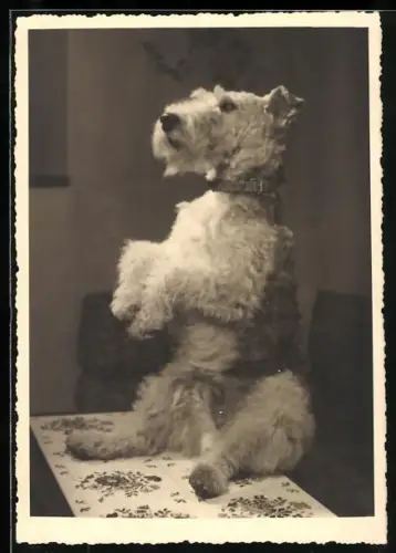 Foto-AK Terrier macht Männchen