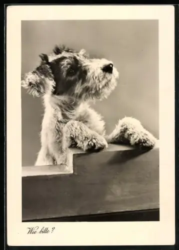 AK Wie bitte?, Terrier mit aufgestützten Vorderpfoten