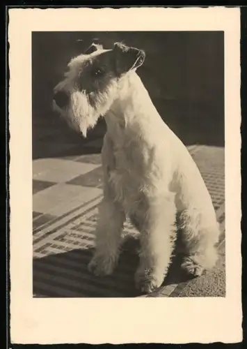 AK Junger Terrier, in der Sonne sitzend