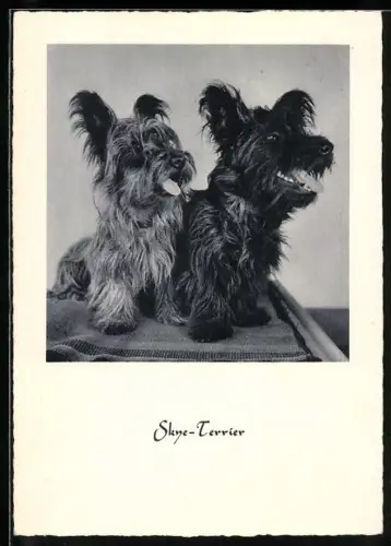 AK Zwei Skye-Terrier, Portrait