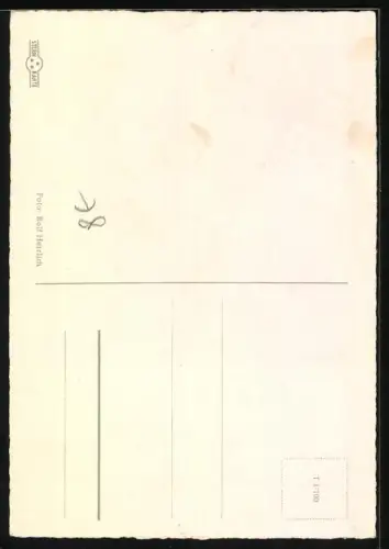 AK Zwei Skye-Terrier, Portrait