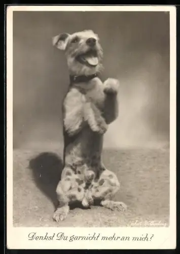 AK Denkst Du garnicht mehr an mich?, Terrier macht Männchen