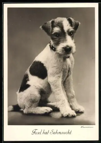 AK Foxl hat Sehnsucht, Rauhaar-Foxterrier