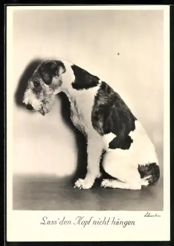 AK Rauhaar-Foxterrier mit gebeugtem Kopf