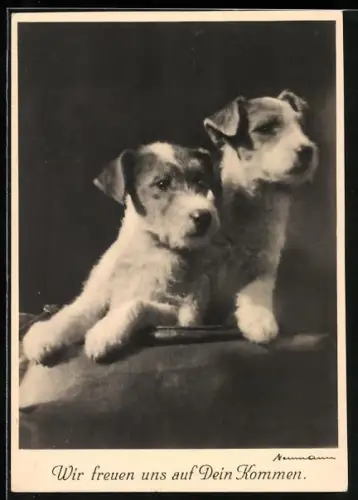 AK Zwei junge Rauhaar-Foxterrier mit gebanntem Blick