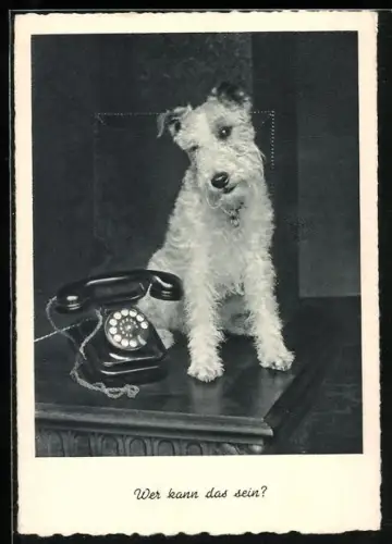 AK Rauhaar-Foxterrier neben einem Telefon