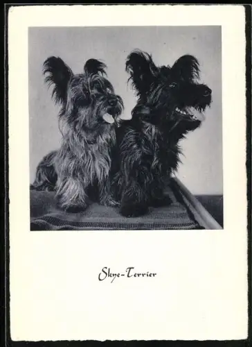 AK Zwei lebhafte Skye-Terrier