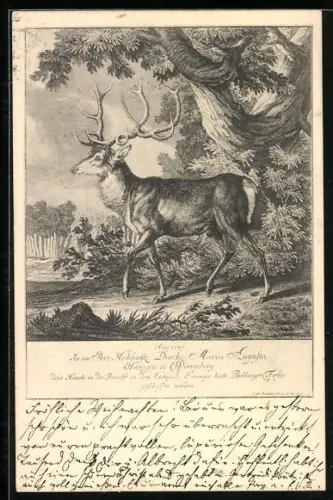 Lithographie Hirsch mit ungewöhnlichem Geweih