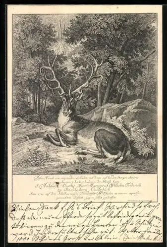 AK Liegender Hirsch auf einer Lichtung