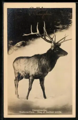 AK Vierzehnender im Schnee, Neujahrsgruss