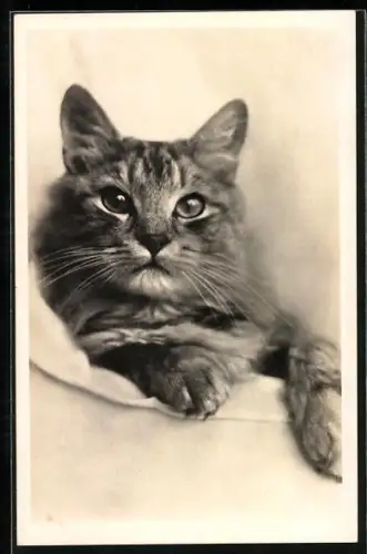 AK Getigerte Katze, Portrait