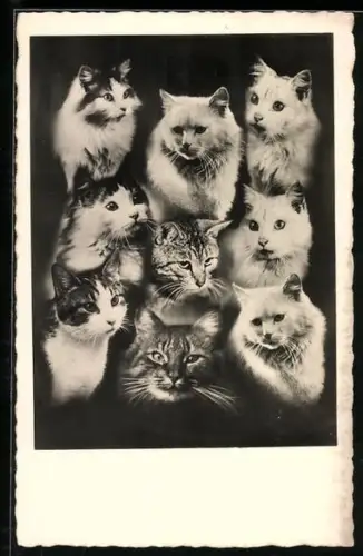 AK Schönheitskonkurrenz, Katzenköpfe verschiedener Rassen