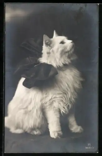 AK Weisse Katze mit grosser Schleife