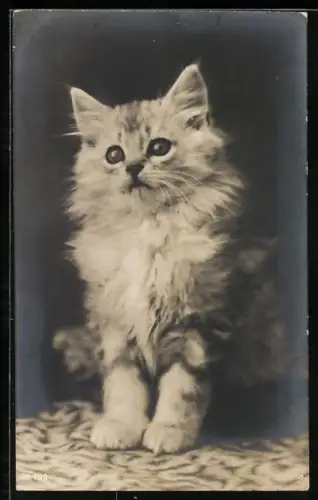 AK Junge Katze mit dichten Fell
