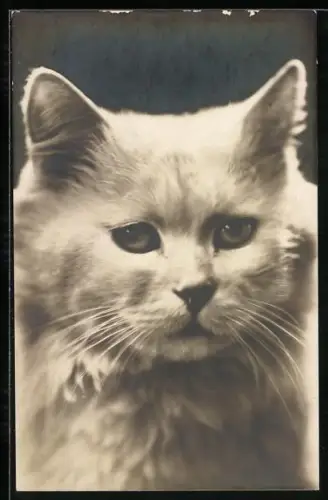 AK Weisse Katze mit ernstem Blick, Portrait