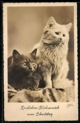 AK Schwarze und weisse Katze, Geburtstagsgruss