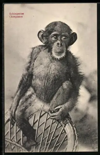 AK Schimpanse auf einer Stuhllehne