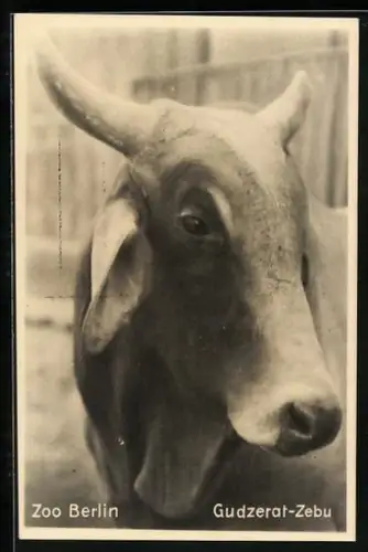 AK Berlin, Zoo, Gudzerat-Zebu, Rind
