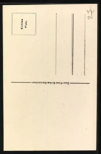 AK Berlin, Zoo, Gudzerat-Zebu, Rind