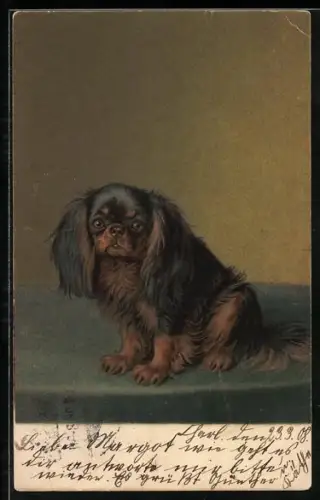 Künstler-AK M. Munk Nr. 176: Pekinese blickt ängstlich zur Seite