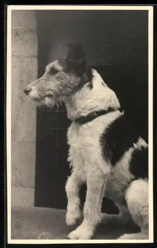 AK Terrier mit Halsband, Seitenportrait