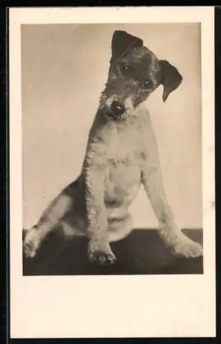 AK Terrier mit geneigtem Kopf und hängenden Ohren