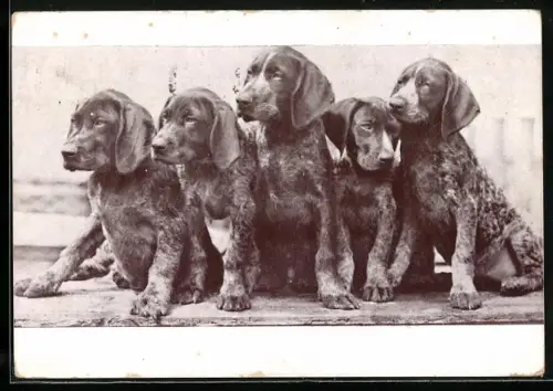 AK Ein Wurf Jagdhunde, Zeitschrift Das Tier