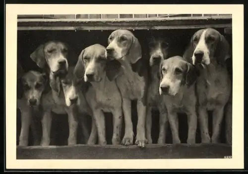 AK Acht Jagdhunde unter einem niedrigen Dach